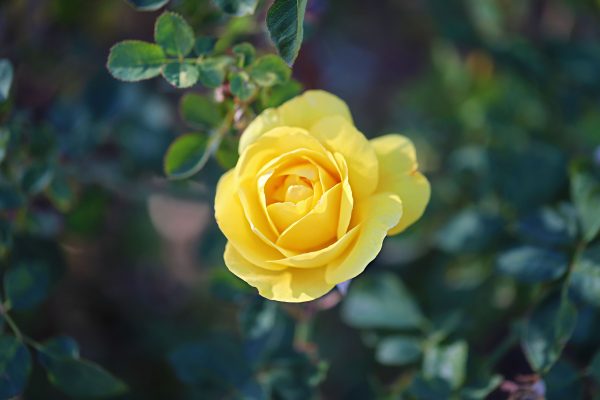 Saguaro Ranch Rose Garden