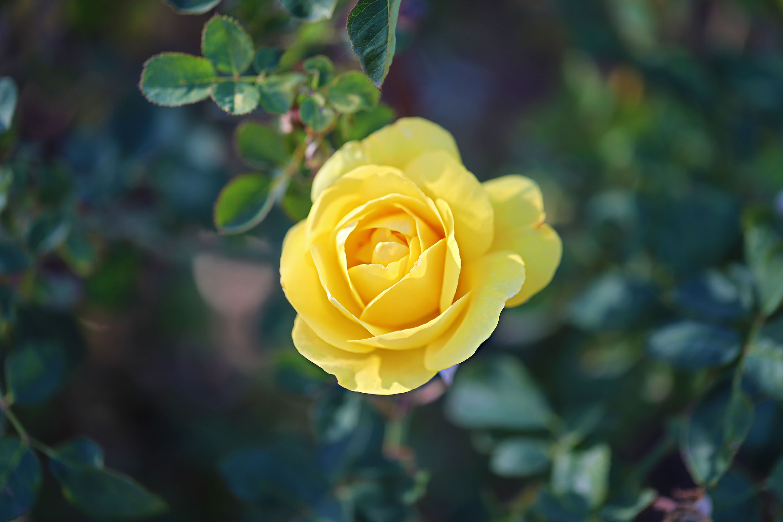 Saguaro Ranch Rose Garden