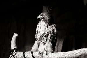 A Visit to Wildlife World