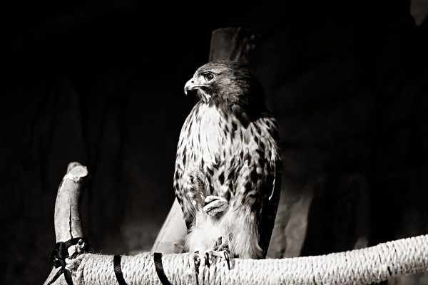 A Visit to Wildlife World