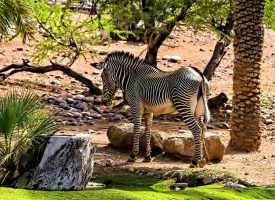A Visit to the Zoo