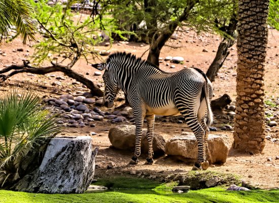 A Visit to the Zoo