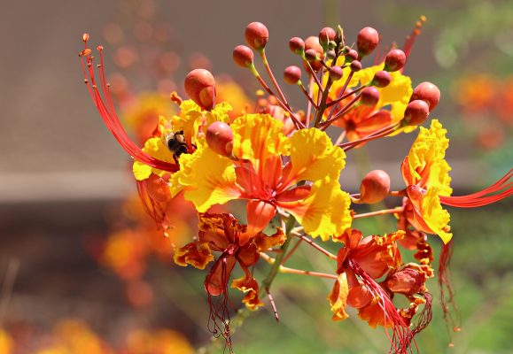 Grandma’s Flowers