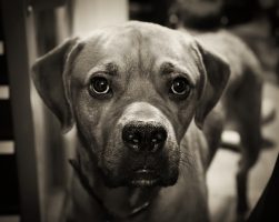 The Dog Days of Summer