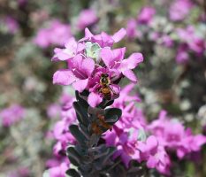 Blossoms & Bees, Etc.
