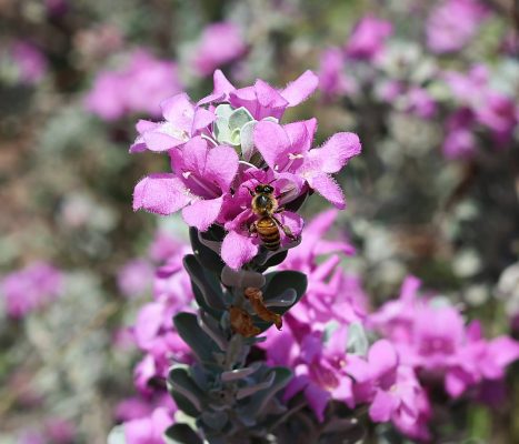 Blossoms & Bees, Etc.